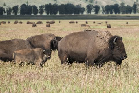 Tetons 2025 - GrandTeton-4.jpg