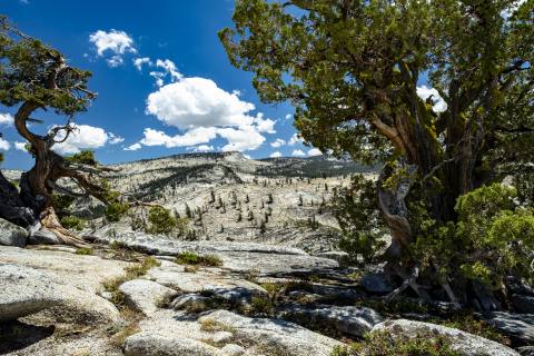 Yosemite 2024 - Yosemite-14.jpg