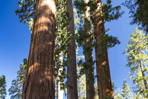 Yosemite 2024 - Yosemite-25.jpg