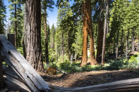 Yosemite 2024 - Yosemite-33.jpg