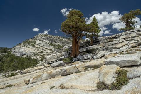 Yosemite 2024 - Yosemite-9.jpg